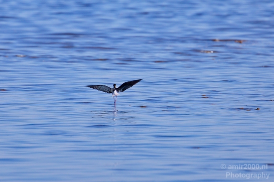 Black_necked_stilt_Salton_Sea_California_landscape_nature_fall_autumn_Usa_Photography_009_Canon_EOS_5D_Mark_IV.JPG