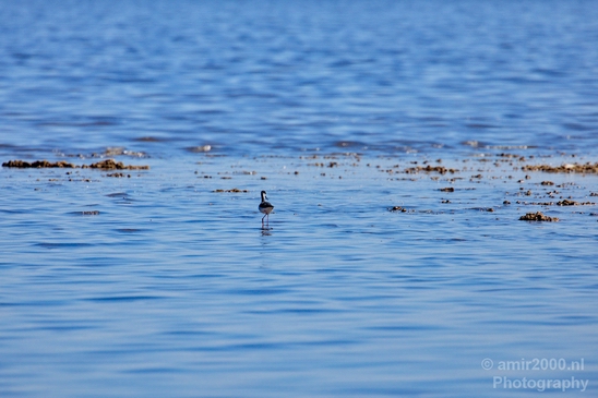 Black_necked_stilt_Salton_Sea_California_landscape_nature_fall_autumn_Usa_Photography_010_Canon_EOS_5D_Mark_IV.JPG