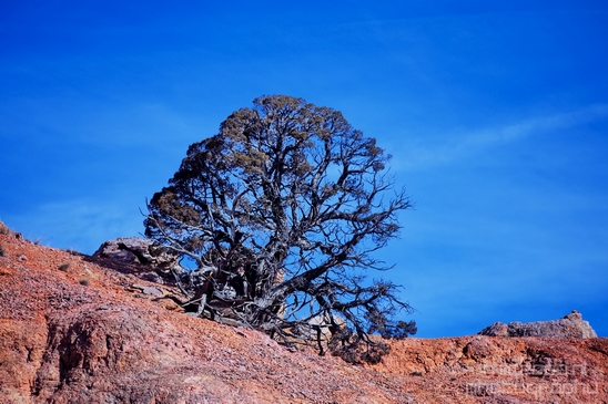 Bryce_canyon_nature_landscape_Utah_USA_Photography_020_Canon_EOS_5D_Mark_IV.JPG