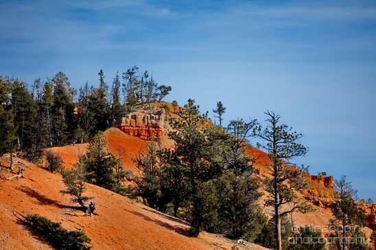 Bryce_canyon_nature_landscape_Utah_USA_Photography_021_Canon_EOS_5D_Mark_IV.JPG