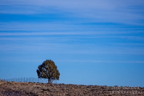 Bryce_canyon_nature_landscape_Utah_USA_Photography_023_Canon_EOS_5D_Mark_IV.JPG