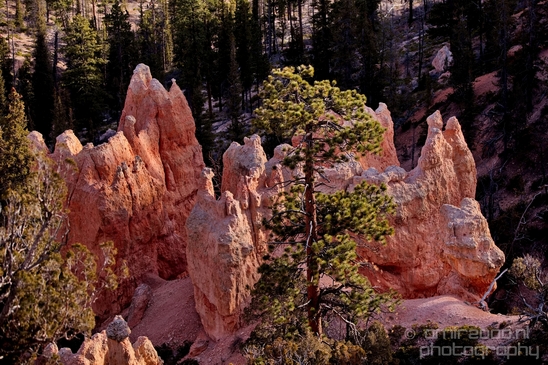 Bryce_canyon_nature_landscape_Utah_USA_Photography_030_Canon_EOS_5D_Mark_IV.JPG