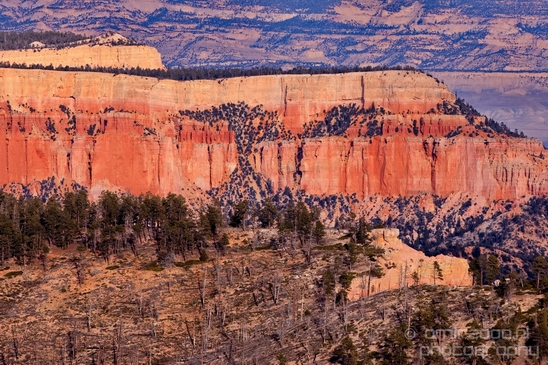 Bryce_canyon_nature_landscape_Utah_USA_Photography_051_Canon_EOS_5D_Mark_IV.JPG