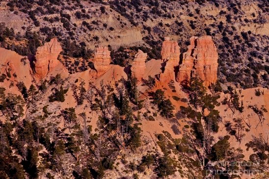 Bryce_canyon_nature_landscape_Utah_USA_Photography_053_Canon_EOS_5D_Mark_IV.JPG
