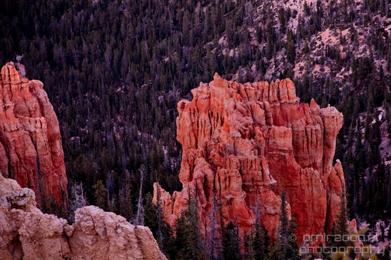 Bryce_canyon_nature_landscape_Utah_USA_Photography_092_Canon_EOS_5D_Mark_IV.JPG