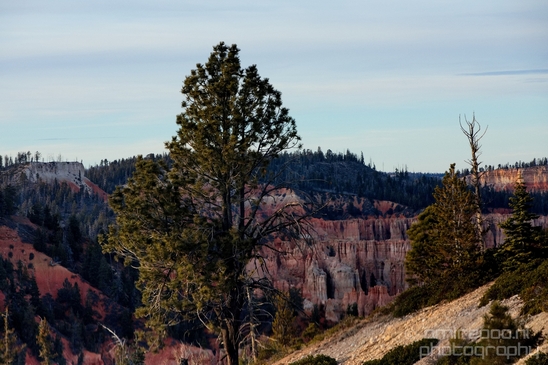 Bryce_canyon_nature_landscape_Utah_USA_Photography_118_Canon_EOS_5D_Mark_IV.JPG
