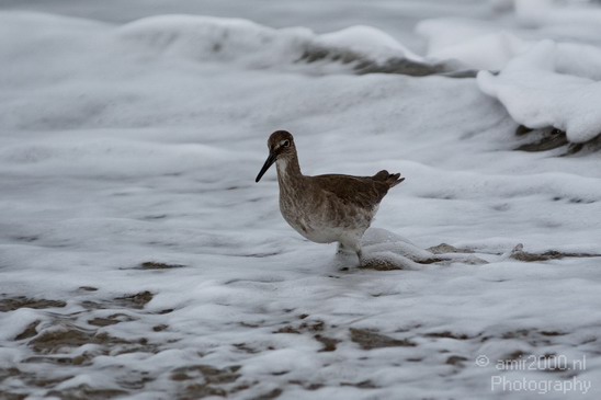 California_Sea_Birds_Willet_Photography_001_Canon_EOS_7D.JPG