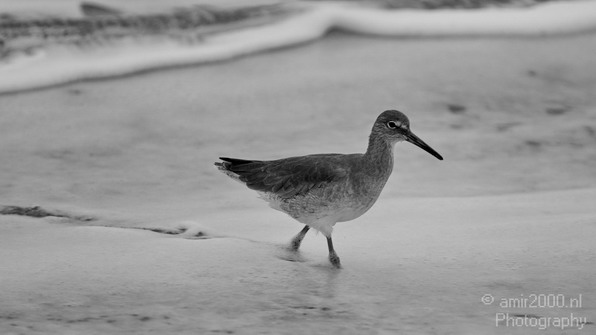 California_Sea_Birds_Willet_Photography_002_Canon_EOS_7D.JPG