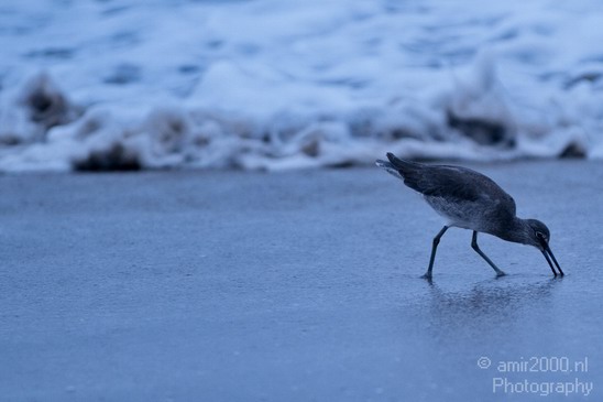 California_Sea_Birds_Willet_Photography_003_Canon_EOS_7D.JPG
