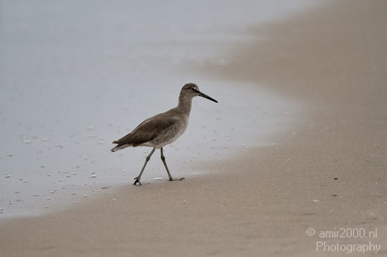 California_Sea_Birds_Willet_Photography_004_Canon_EOS_7D.JPG