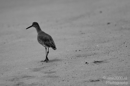 California_Sea_Birds_Willet_Photography_006_Canon_EOS_7D.JPG