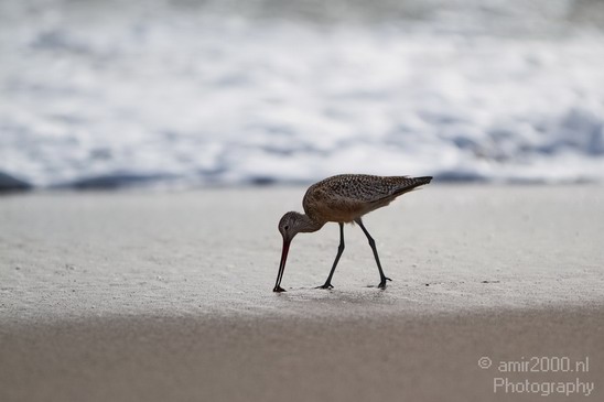California_Sea_Birds_Willet_Photography_008_Canon_EOS_7D.JPG