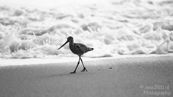 California_Sea_Birds_Willet_Photography_009_Canon_EOS_7D.JPG