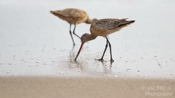 California_Sea_Birds_Willet_Photography_010_Canon_EOS_7D.JPG