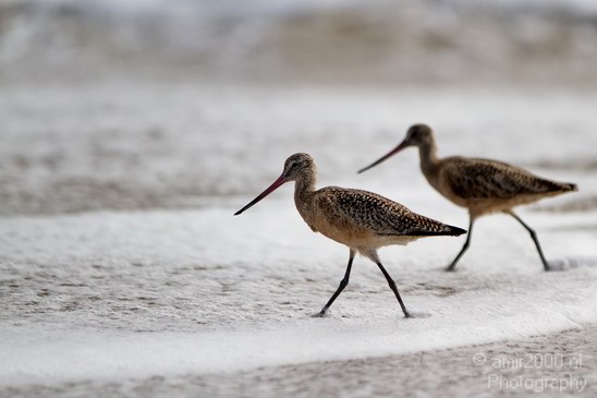 California_Sea_Birds_Willet_Photography_011_Canon_EOS_7D.JPG