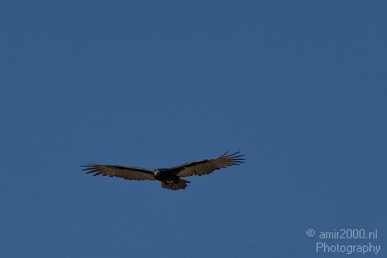 Condor_usa_Nature_Photography_001_Canon_EOS_7D.JPG