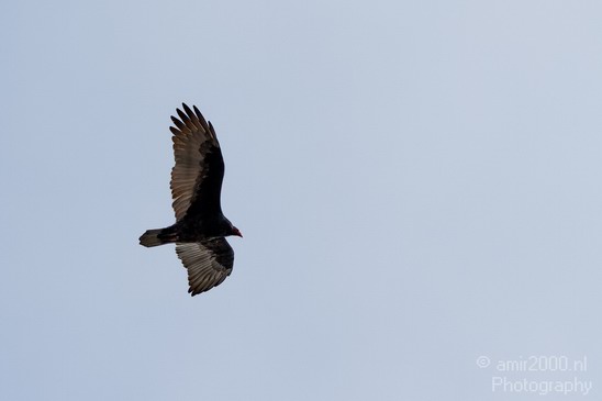 Condor_usa_Nature_Photography_006_Canon_EOS_7D.JPG