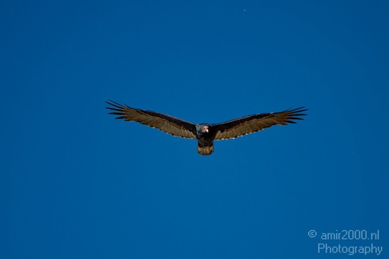 Condor_usa_Nature_Photography_007_Canon_EOS_7D.JPG