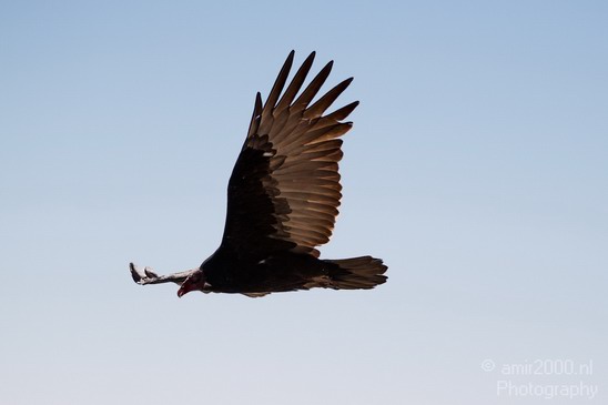 Condor_usa_Nature_Photography_011_Canon_EOS_7D.JPG