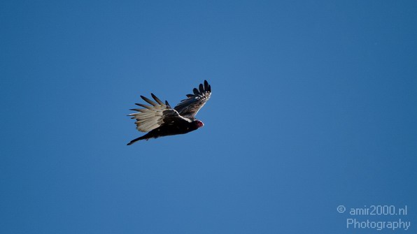 Condor_usa_Nature_Photography_013_Canon_EOS_7D.JPG