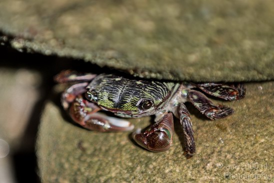 Crab_California_usa_Nature_Photography_002_Canon_EOS_7D.JPG