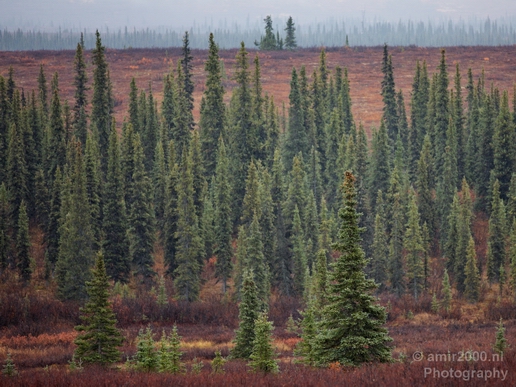 Denali_National_Park_Alaska_nature_landscape_Photography_Usa_001_Canon_EOS_5D_Mark_IV.JPG