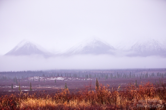 Denali_National_Park_Alaska_nature_landscape_Usa_Photography_015_Canon_EOS_5D_Mark_IV.JPG