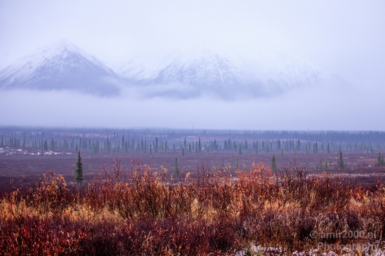 Denali_National_Park_Alaska_nature_landscape_Usa_Photography_018_Canon_EOS_5D_Mark_IV.JPG