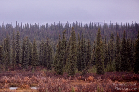 Denali_National_Park_Alaska_nature_landscape_Usa_Photography_025_Canon_EOS_5D_Mark_IV.JPG
