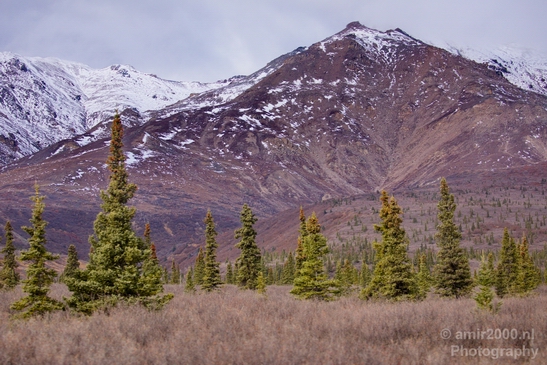 Denali_National_Park_Alaska_nature_landscape_Usa_Photography_045_Canon_EOS_5D_Mark_IV.JPG