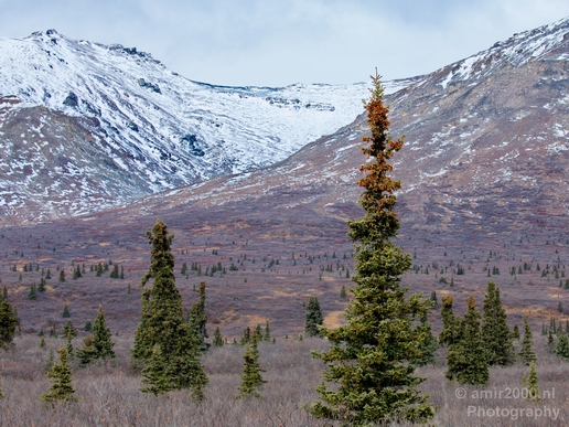 Denali_National_Park_Alaska_nature_landscape_Usa_Photography_048_Canon_EOS_5D_Mark_IV.JPG