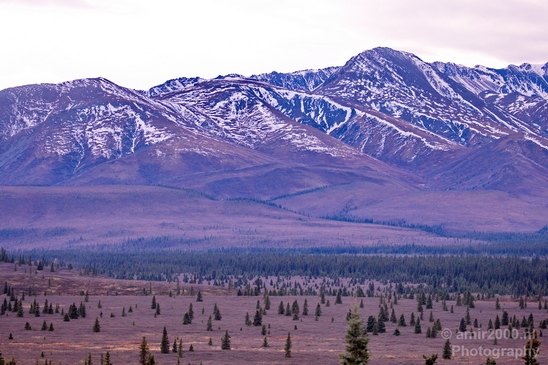 Denali_National_Park_Alaska_nature_landscape_Usa_Photography_074_Canon_EOS_5D_Mark_IV.JPG