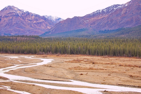 Denali_National_Park_Alaska_nature_landscape_Usa_Photography_077_Canon_EOS_5D_Mark_IV.JPG