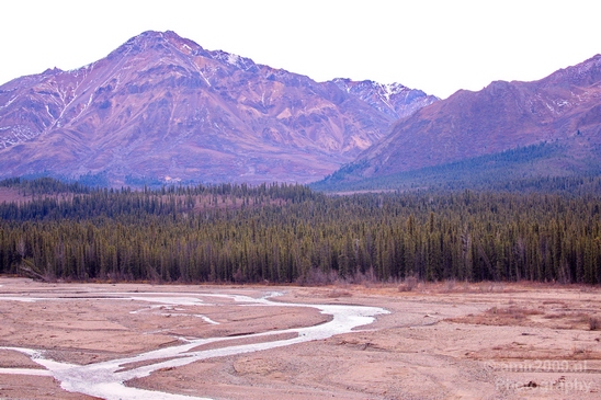 Denali_National_Park_Alaska_nature_landscape_Usa_Photography_080_Canon_EOS_5D_Mark_IV.JPG