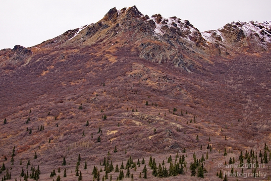 Denali_National_Park_Alaska_nature_landscape_Usa_Photography_099_Canon_EOS_5D_Mark_IV.JPG