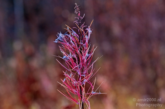 Denali_National_Park_Alaska_nature_landscape_Usa_Photography_120_Canon_EOS_5D_Mark_IV.JPG
