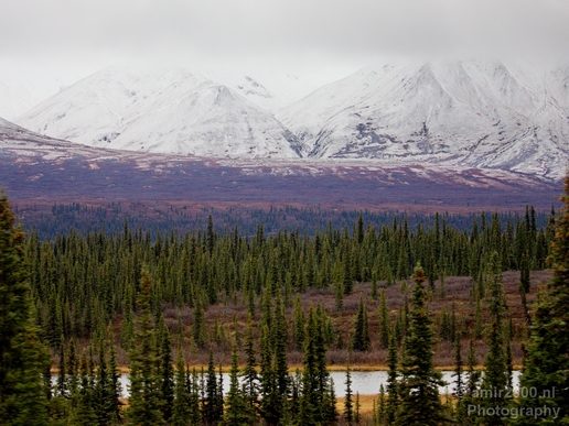 Denali_National_Park_Alaska_nature_landscape_Usa_Photography_161_Canon_EOS_5D_Mark_IV.JPG