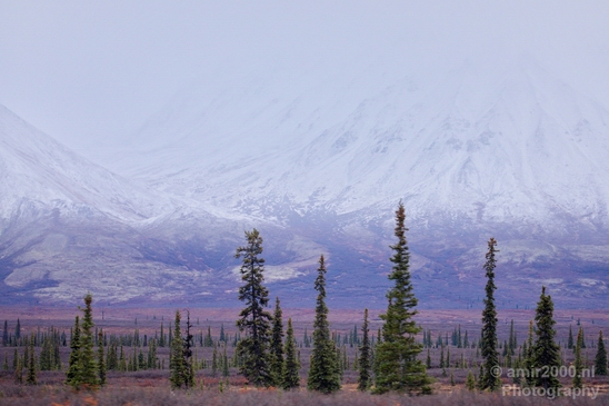 Denali_National_Park_Alaska_nature_landscape_Usa_Photography_167_Canon_EOS_5D_Mark_IV.JPG