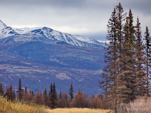 Denali_National_Park_Alaska_nature_landscape_Usa_Photography_171_Canon_EOS_5D_Mark_IV.JPG