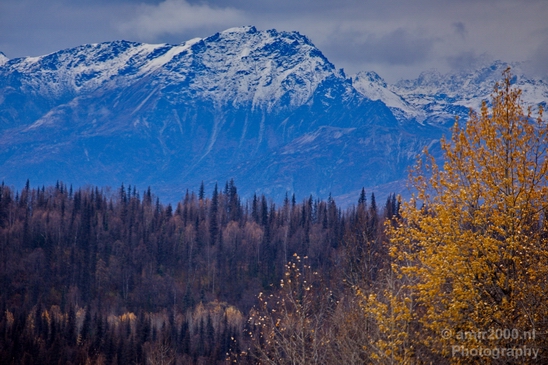 Denali_National_Park_Alaska_nature_landscape_Usa_Photography_172_Canon_EOS_5D_Mark_IV.JPG