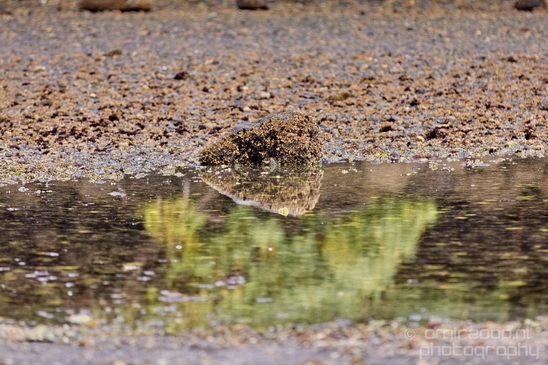 Des_Moines_Beach_Park_Seattle_Southside_Washington_state_nature_landscape_Usa_Photography_010_Canon_EOS_5D_Mark_IV.JPG