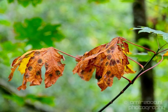 Des_Moines_Beach_Park_Seattle_Southside_Washington_state_nature_landscape_Usa_Photography_020_Canon_EOS_5D_Mark_IV.JPG