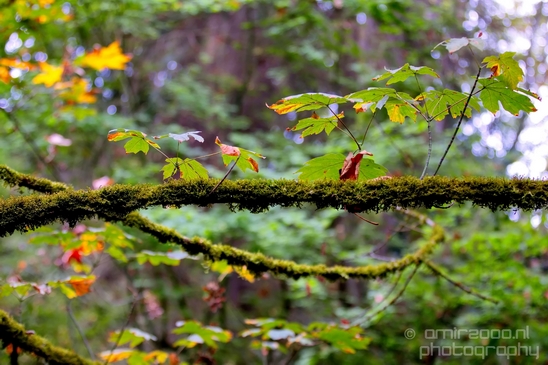 Des_Moines_Beach_Park_Seattle_Southside_Washington_state_nature_landscape_Usa_Photography_022_Canon_EOS_5D_Mark_IV.JPG