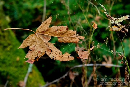 Des_Moines_Beach_Park_Seattle_Southside_Washington_state_nature_landscape_Usa_Photography_023_Canon_EOS_5D_Mark_IV.JPG