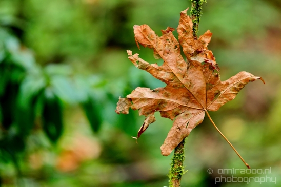 Des_Moines_Beach_Park_Seattle_Southside_Washington_state_nature_landscape_Usa_Photography_024_Canon_EOS_5D_Mark_IV.JPG