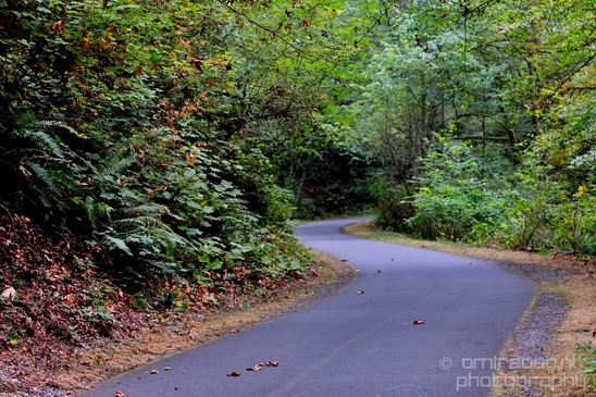 Des_Moines_Beach_Park_Seattle_Southside_Washington_state_nature_landscape_Usa_Photography_027_Canon_EOS_5D_Mark_IV.JPG