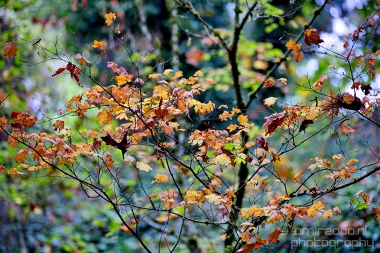 Des_Moines_Beach_Park_Seattle_Southside_Washington_state_nature_landscape_Usa_Photography_029_Canon_EOS_5D_Mark_IV.JPG