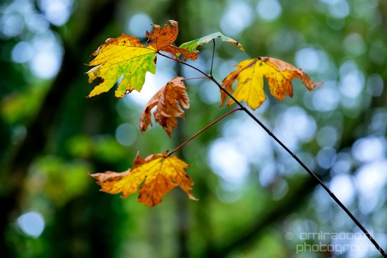Des_Moines_Beach_Park_Seattle_Southside_Washington_state_nature_landscape_Usa_Photography_033_Canon_EOS_5D_Mark_IV.JPG