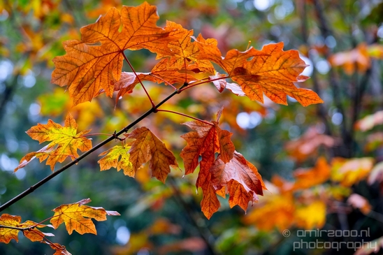 Des_Moines_Beach_Park_Seattle_Southside_Washington_state_nature_landscape_Usa_Photography_059_Canon_EOS_5D_Mark_IV.JPG