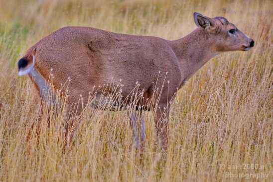 Elk_Alaska_wild_life_nature_Usa_Photography_001_Canon_EOS_5D_Mark_IV.JPG